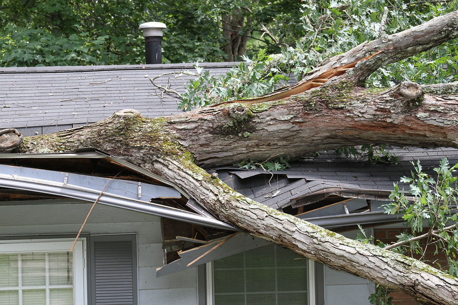 Tree Removal